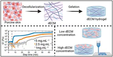 Graphical abstract: Tuning the mechanical properties and printability of viscoelastic skin-derived hydrogels for 3D cell culture