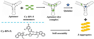 Graphical abstract: A J-aggregating cyanine-based NIR-II optical sensor for DNA aptamer-mediated detection and imaging of quinine