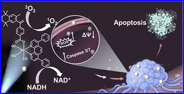 Graphical abstract: A bexarotene-attached Re(i) tricarbonyl complex for NADH oxidation and ROS-mediated cancer phototherapy