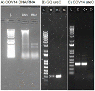 Graphical abstract: Feasibility of microbial-induced calcite precipitation in soils polluted by hydrocarbons