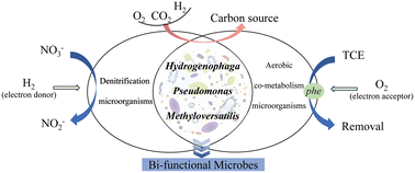 Graphical abstract: Nitrate enhances TCE removal by enriching bifunctional denitrifying/aerobic co-metabolizing microbes in the joint H2/O2 system