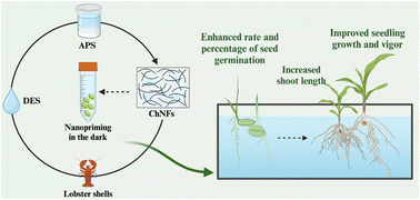 Graphical abstract: Chitin nanofibers derived from deep eutectic solvent extraction and ammonium persulfate oxidation as a seed nanopriming agent for microgreen growth enhancement