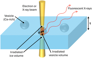 Graphical abstract: Detection limits of calcium by EELS, TEM-EDX and X-ray absorption spectroscopy for biomineralization studies