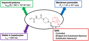 Graphical abstract: Structure–activity relationships of hydrophobic small molecule irreversible inhibitors of tissue transglutaminase