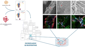 Graphical abstract: 3D bioprinting of biomimetic self-assembling peptides and neural stem cells for nervous tissue engineering