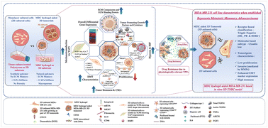Graphical abstract: An oxidized dextran and thiolated chitosan-based hydrogel driven biomimetic triple negative breast cancer 3D in vitro model for cancer progression and therapeutic studies