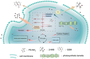 Graphical abstract: Nanoplastic stress drives cyanobacterial secondary metabolism and taste-and-odor production