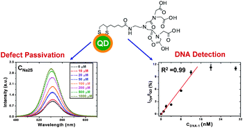 Graphical abstract: A chelating dendritic ligand capped quantum dot: preparation, surface passivation, bioconjugation and specific DNA detection