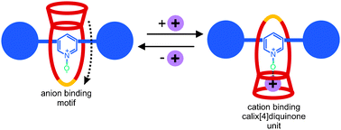 Graphical abstract: Sodium and barium cation-templated synthesis and cation-induced molecular pirouetting of a pyridine N-oxide containing [2]rotaxane