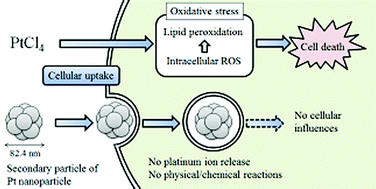 Graphical abstract: Evaluation of cellular influences of platinum nanoparticles by stable medium dispersion