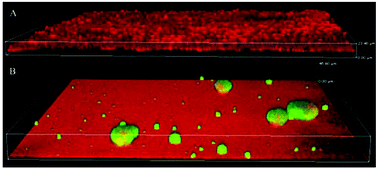 Graphical abstract: The surface charge of anti-bacterial coatings alters motility and biofilm architecture