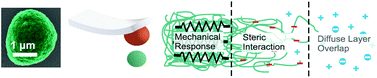 Graphical abstract: Surface properties of spider silk particles in solution