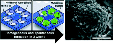 Graphical abstract: Geometric effect of the hydrogel grid structure on in vitro formation of homogeneous MIN6 cell clusters