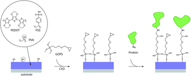 Graphical abstract: A facile biofunctionalisation route for solution processable conducting polymer devices