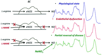 Graphical abstract: Biochemical changes of the endothelium in the murine model of NO-deficient hypertension