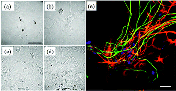 Graphical abstract: Analysis of the developing neural system using an in vitro model by Raman spectroscopy