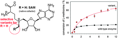 Graphical abstract: Rationally engineered variants of S-adenosylmethionine (SAM) synthase: reduced product inhibition and synthesis of artificial cofactor homologues