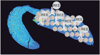 Graphical abstract: An internal standardisation strategy for quantitative immunoassay tissue imaging using laser ablation inductively coupled plasma mass spectrometry