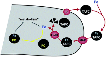 Graphical abstract: Fungal siderophore metabolism with a focus on Aspergillus fumigatus