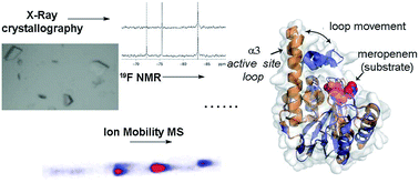 Graphical abstract: Studying the active-site loop movement of the São Paolo metallo-β-lactamase-1