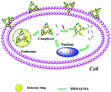 Graphical abstract: UV light-triggered unpacking of DNA to enhance gene transfection of azobenzene-containing polycations