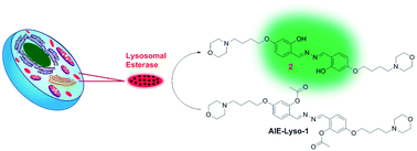 Graphical abstract: A fluorescent light-up probe with “AIE + ESIPT” characteristics for specific detection of lysosomal esterase