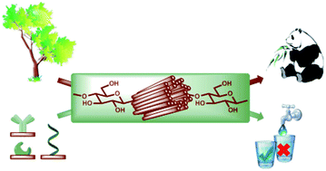 Graphical abstract: Cellulose: from biocompatible to bioactive material