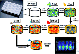 Graphical abstract: 3-D scaffold platform for optimized non-viral transfection of multipotent stem cells