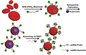 Graphical abstract: Structural elucidation of cell membrane-derived nanoparticles using molecular probes