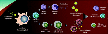 Graphical abstract: Biomaterials at the interface of nano- and micro-scale vector–cellular interactions in genetic vaccine design