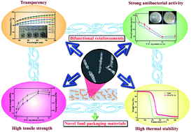 Graphical abstract: Reinforcement of biodegradable poly(3-hydroxybutyrate-co-3-hydroxyvalerate) with cellulose nanocrystal/silver nanohybrids as bifunctional nanofillers