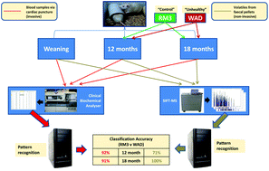 Graphical abstract: A novel method for the analysis of clinical biomarkers to investigate the effect of diet on health in a rat model