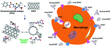 Graphical abstract: Fluorescent ampicillin analogues as multifunctional disguising agents against opsonization