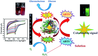 Graphical abstract: Glucose oxidase stabilized fluorescent gold nanoparticles as an ideal sensor matrix for dual mode sensing of glucose