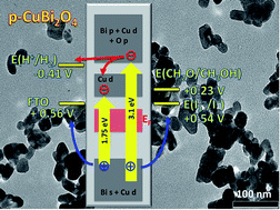 Graphical abstract: Electronic structure, photovoltage, and photocatalytic hydrogen evolution with p-CuBi2O4 nanocrystals