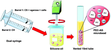 Graphical abstract: Biomimetic microbeads containing a chondroitin sulfate/chitosan polyelectrolyte complex for cell-based cartilage therapy