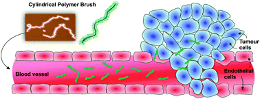 Graphical abstract: Passive tumour targeting and extravasation of cylindrical polymer brushes in mouse xenografts