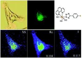 Graphical abstract: Intracellular distribution and stability of a luminescent rhenium(i) tricarbonyl tetrazolato complex using epifluorescence microscopy in conjunction with X-ray fluorescence imaging