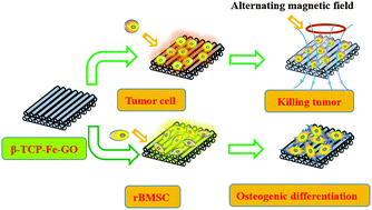 Graphical abstract: 3D-printed bioceramic scaffolds with a Fe3O4/graphene oxide nanocomposite interface for hyperthermia therapy of bone tumor cells