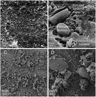 Graphical abstract: A review of microscopy and comparative molecular-based methods to characterize “Plastisphere” communities