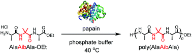 Graphical abstract: Chemoenzymatic synthesis of polypeptides containing the unnatural amino acid 2-aminoisobutyric acid