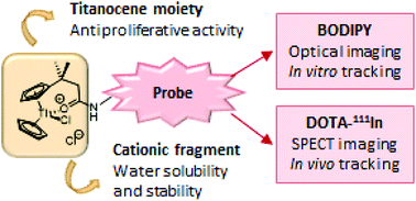 Graphical abstract: In vitro and in vivo trackable titanocene-based complexes using optical imaging or SPECT