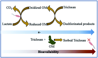 Graphical abstract: Emerging investigator series: dual role of organic matter in the anaerobic degradation of triclosan