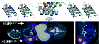 Graphical abstract: Evaluation of affibody charge modification identified by synthetic consensus design in molecular PET imaging of epidermal growth factor receptor