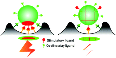 Graphical abstract: Janus nanoparticles for T cell activation: clustering ligands to enhance stimulation