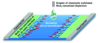 Graphical abstract: Langmuir films and uniform, large area, transparent coatings of chemically exfoliated MoS2 single layers