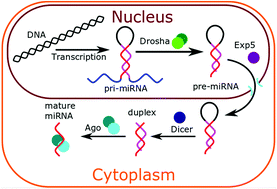 Graphical abstract: Molecular methods in electrochemical microRNA detection