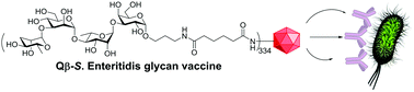 Graphical abstract: Synthetic and immunological studies of Salmonella Enteritidis O-antigen tetrasaccharides as potential anti-Salmonella vaccines