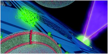 Graphical abstract: Determining the lipid specificity of insoluble protein transmembrane domains