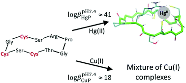 Graphical abstract: Short oligopeptides with three cysteine residues as models of sulphur-rich Cu(i)- and Hg(ii)-binding sites in proteins